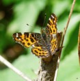 /album/babocka-sitkovana/a2015-05-07-36-jpg/